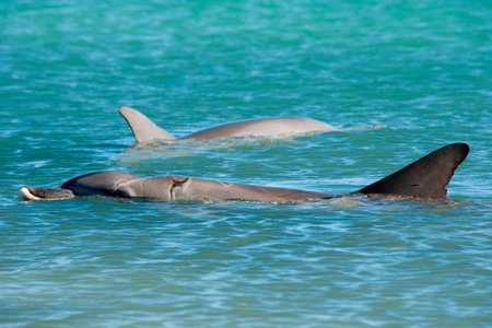 Wild Dolphins - Monkey Mia - Australiaの写真素材