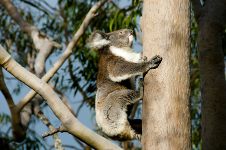 Koala bear on an eucalyptus tree in Australiaの写真素材