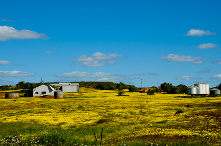 Yellow Wildflowers in the Mid West - Western Australiaの写真素材
