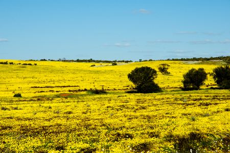 Yellow Wildflowers in the Mid West - Western Australiaの写真素材