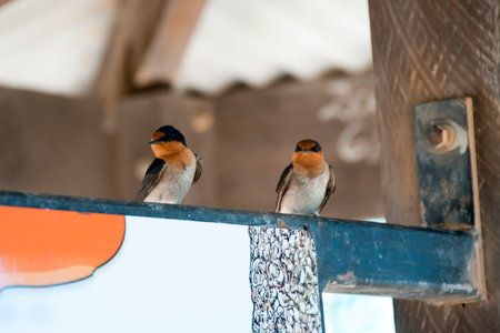 Birds standing near the roof background.