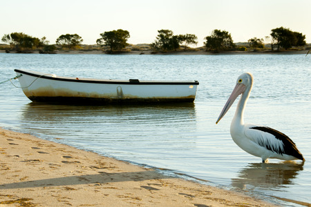 Australian Pelican - Kalbarri - Australiaの写真素材