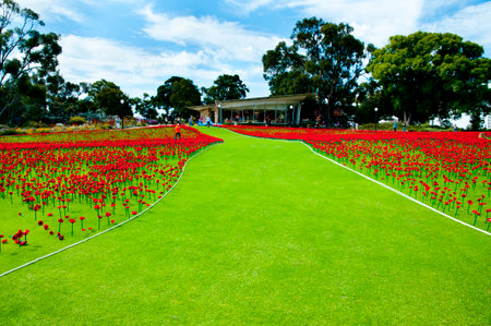 Artificial Poppies in Kings Park - Perth - Australiaのeditorial素材