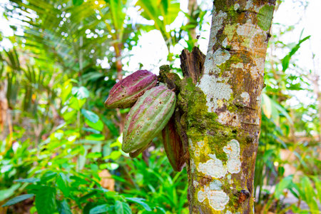 Cocoa Pods on a Tree