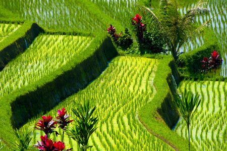 Jatiluwih Rice Terraces - Bali - Indonesiaの写真素材