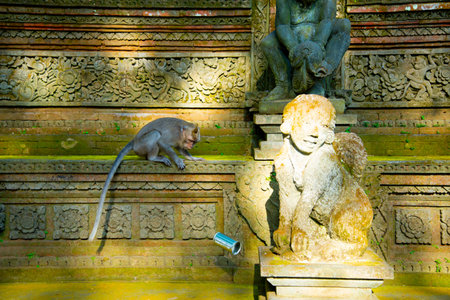 Ubud Monkey Forest - Bali - Indonesia