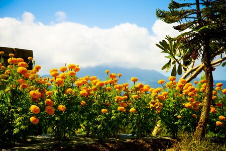 Field of Marigold Flowers - Indonesiaの写真素材