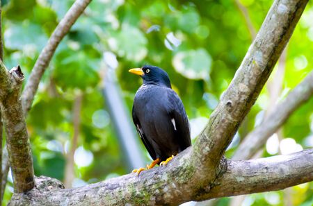 Javan Myna Perched on Branchの写真素材