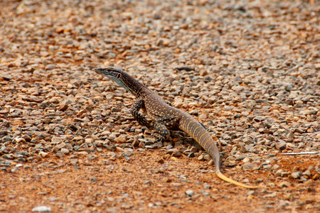 Sand Goanna (Bungarra) - Western Australiaの写真素材