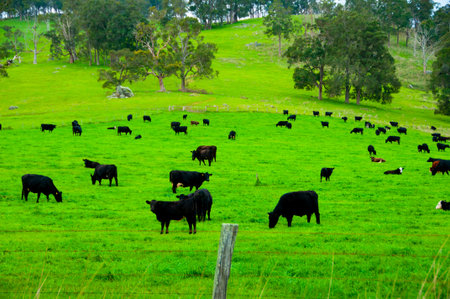 Australian Lowline Cattle - Western Australiaの写真素材