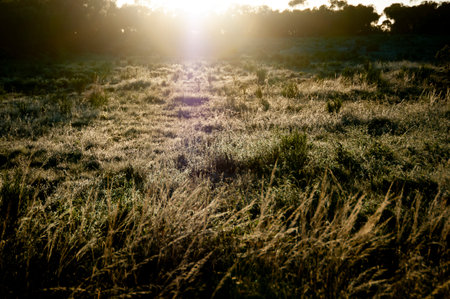 Frost in the Australian Outback