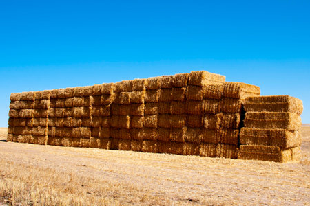 Straw Bales in the Field