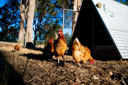 Free Range ISA Brown Chicken