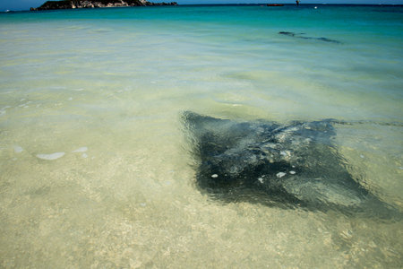 Sting Ray - Hamelin Bay - Australia