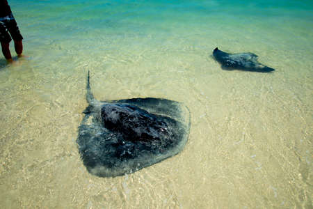 Stingray - Hamelin Bay - Western Australiaの写真素材