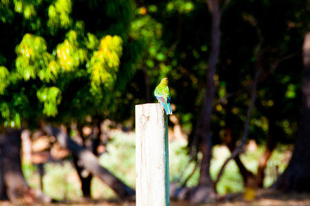 Juvenile Rosella Bird in the Wildの写真素材