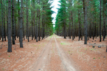 Radiata Pine Plantation - South Australiaの写真素材