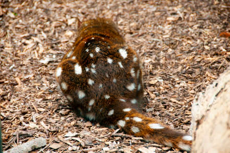 Spotted Tailed Quoll - Australiaの写真素材