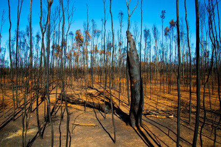 Bush Fire Environmental Damage in Australiaの写真素材