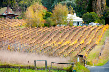 Vineyards in Adelaide Hills - South Australiaの写真素材