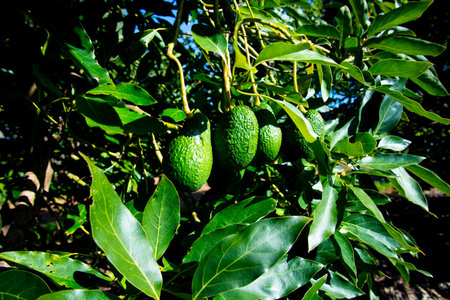 Organic Avocado Plantation - Western Australiaの写真素材