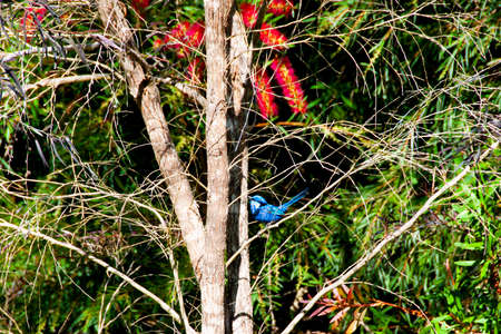 Splendid Fairywren - Western Australiaの写真素材
