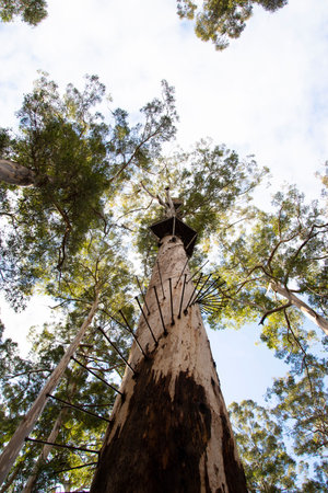 Dave Evans Bicentennial Tree - Western Australiaの写真素材