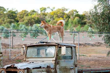 Dingo in a Conservation Parkの写真素材