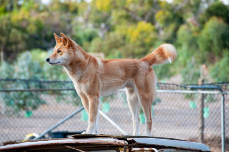 Dingo in a Conservation Parkの写真素材