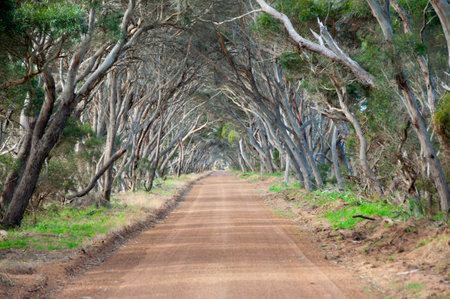 Tree Avenue - Kangaroo Island - Australiaの写真素材