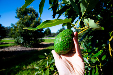 Organic Avocado Plantation - Western Australiaの写真素材