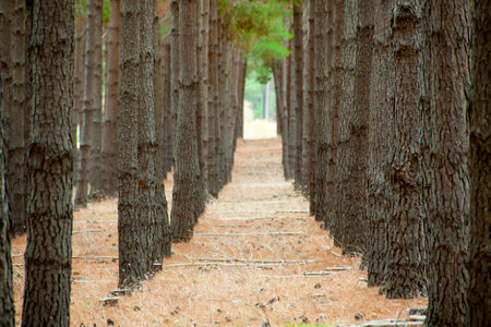 Radiata Pine Plantation - South Australiaの写真素材