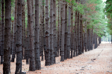 Radiata Pine Plantation - South Australiaの写真素材