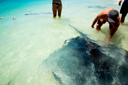 Sting Rays - Hamelin Bay - Australiaの写真素材
