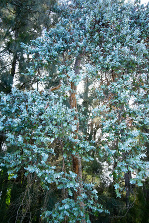 Argyle Apple Tree in the Parkの写真素材