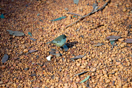 Young White-Breasted Robin - Western Australia