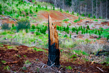 Tree Stumps Deforestation in the Forest