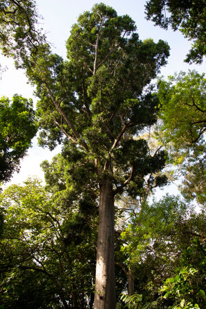 Pine tree in the forest at Doi Inthanon National Park, Chiang Mai, Thailandの写真素材