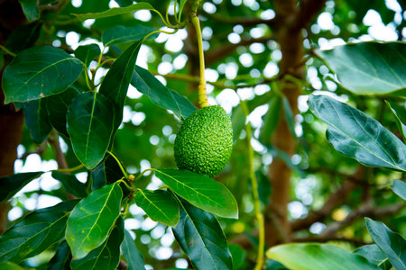 Organic Avocado Plantation - Western Australiaの写真素材