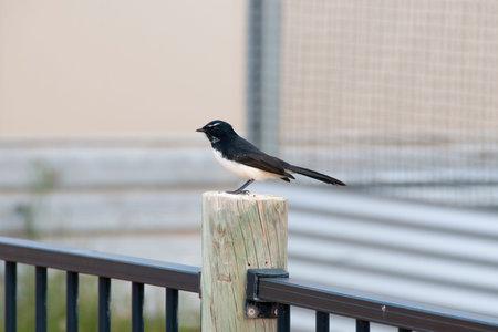 Willie Wagtail Bird in the Wildの写真素材