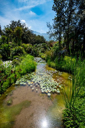 La Mortella Garden in Isola d'Ischia - Italyの写真素材