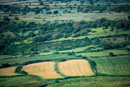 Agricultural Fields in South Sardinia - Italy