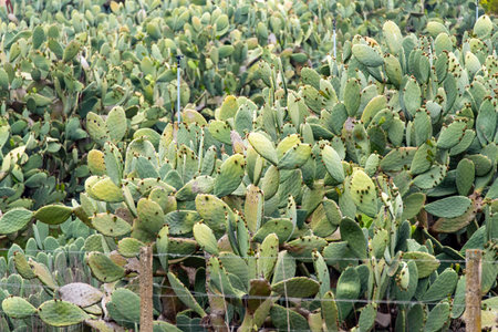 Sanguigna Prickly Pear - Sicily - Italy