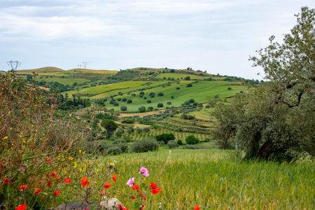 Agricultural Fields in Ragusa - Sicily - Italy