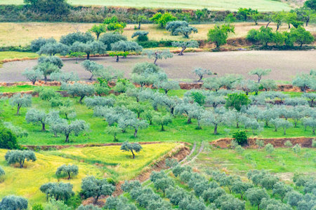 Agricultural Fields in Ragusa - Sicily - Italyの写真素材