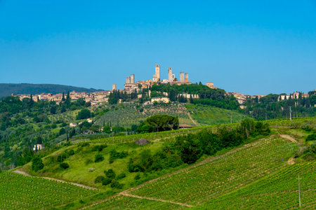 Vernaccia Grape Vineyards in San Gimignano - Italyの写真素材