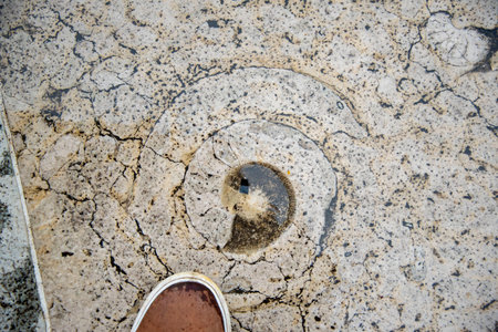 Ammonite Fossils in Floor Tilesの写真素材