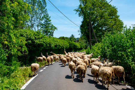 Sheep Flock on the Roadの写真素材