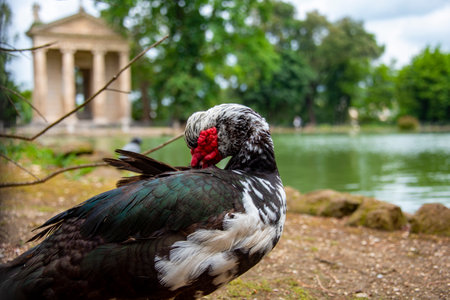 Muscovy Duck in Public Parkの写真素材