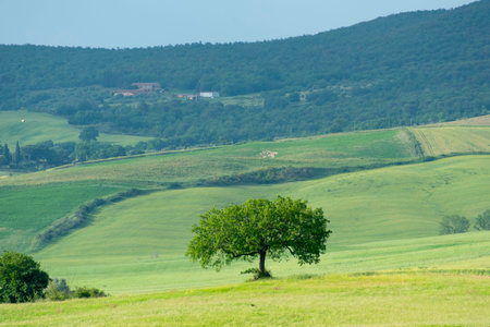 Single Tree in Tuscany - Italyの写真素材